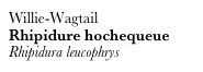 Willie-Wagtail
Rhipidure hochequeue
Rhipidura leucophrys